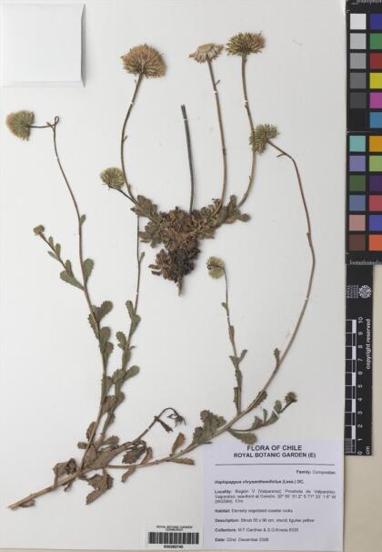 Haplopappus chrysanthemifolius [Espécimen: ]