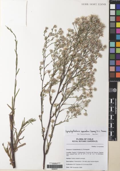 Symphyotrichum squamatum [Espécimen: ]