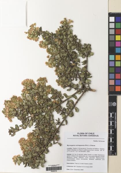 Myrceugenia colchaguensis [Espécimen: ]