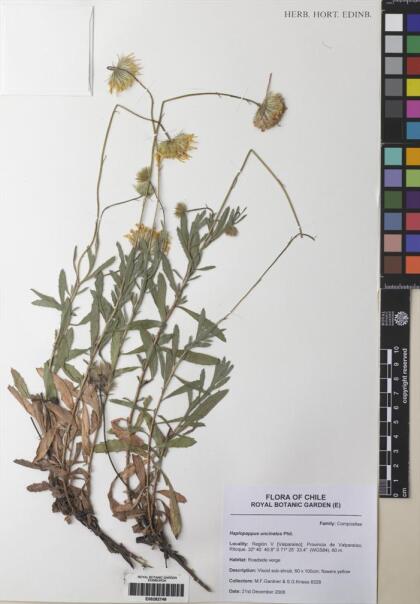 Haplopappus uncinatus [Espécimen: ]