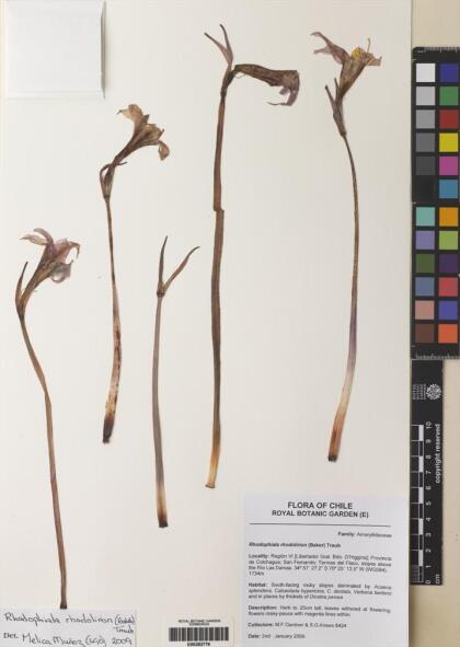 Rhodolirium montanum [Espécimen: ]
