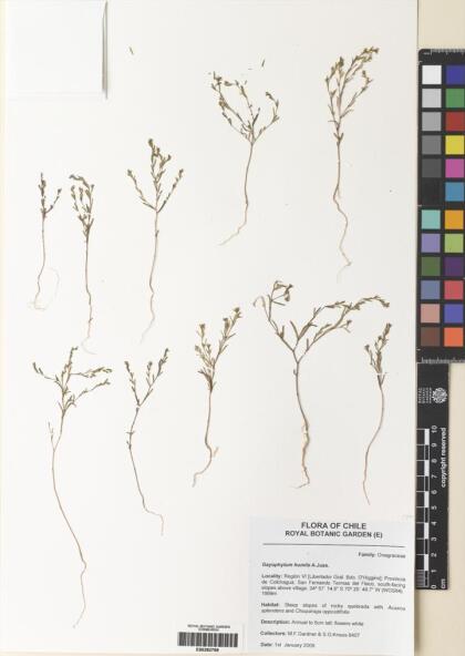 Gayophytum humile [Espécimen: ]