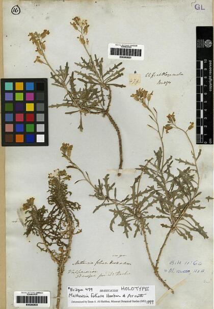 Mathewsia foliosa [Espécimen: ]