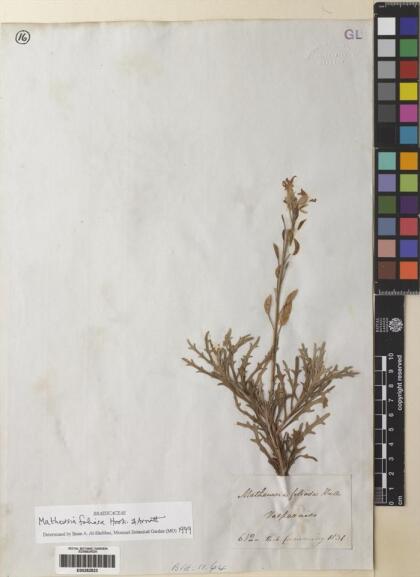 Mathewsia foliosa [Espécimen: ]