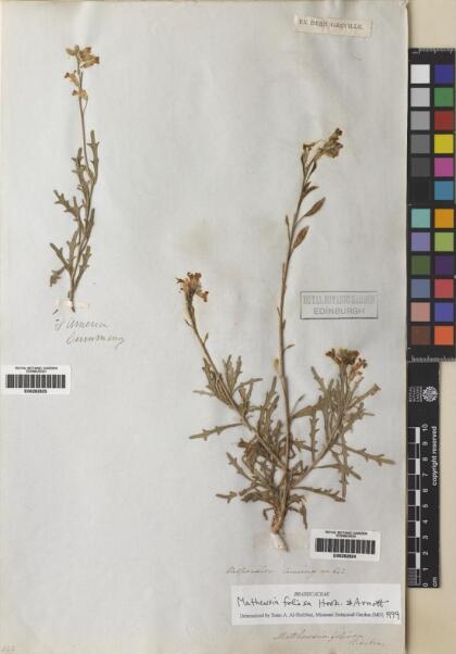 Mathewsia foliosa [Espécimen: ]