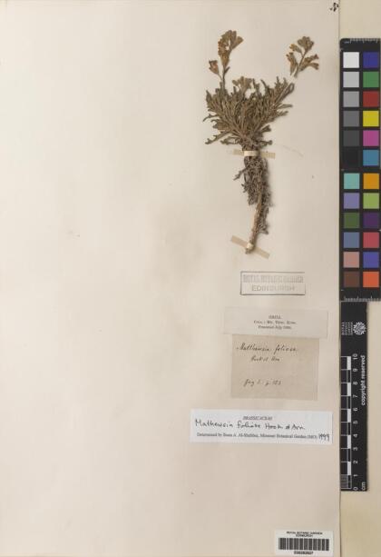 Mathewsia foliosa [Espécimen: ]