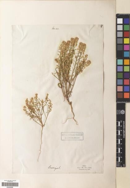 Menonvillea chilensis [Espécimen: ]
