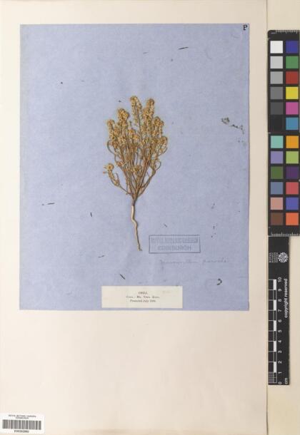 Menonvillea chilensis [Espécimen: ]