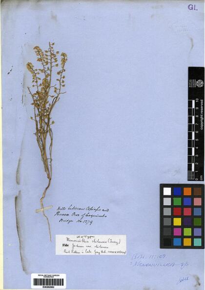 Menonvillea chilensis [Espécimen: ]