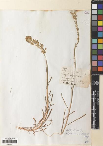 Menonvillea linearis [Espécimen: ]