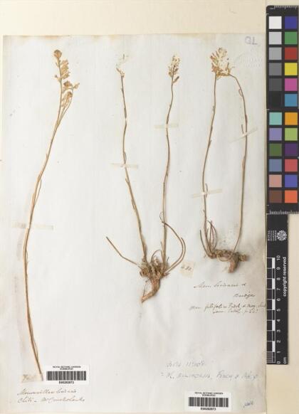 Menonvillea linearis [Espécimen: ]
