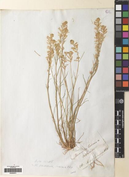 Menonvillea linearis [Espécimen: ]