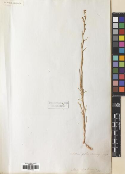 Menonvillea linearis [Espécimen: ]