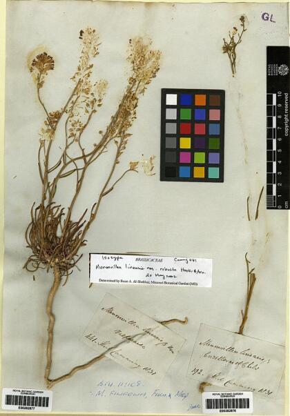 Menonvillea linearis [Espécimen: ]