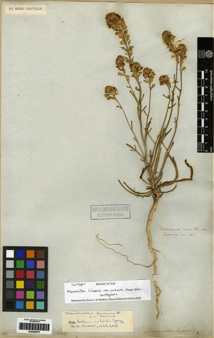 Menonvillea linearis [Espécimen: ]