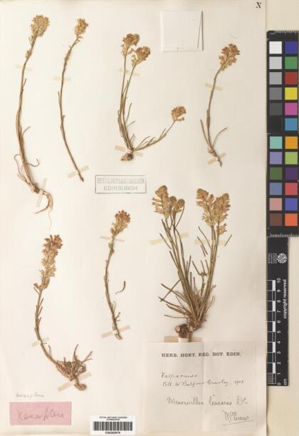 Menonvillea linearis [Espécimen: ]