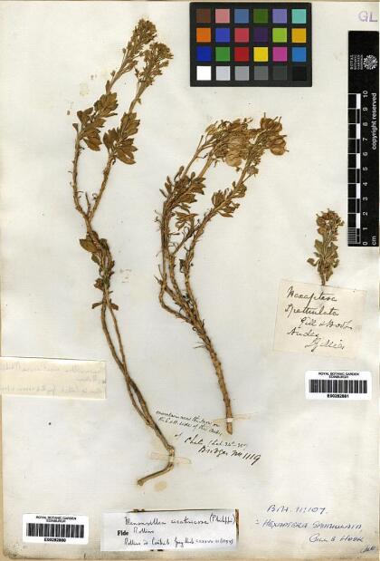 Menonvillea spathulata [Espécimen: ]