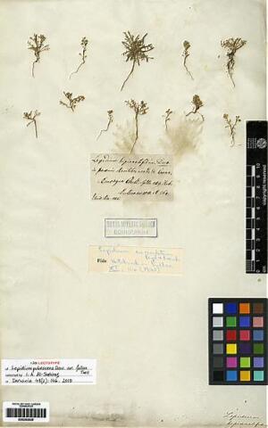 Lepidium auriculatum [Espécimen: ]