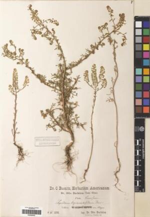 Lepidium nitidum [Espécimen: ]