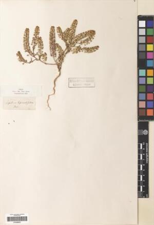 Lepidium nitidum [Espécimen: ]