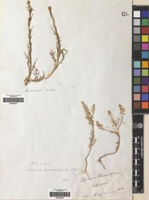 Lepidium nitidum [Espécimen: ]