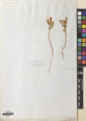 Lepidium nitidum [Espécimen: ]