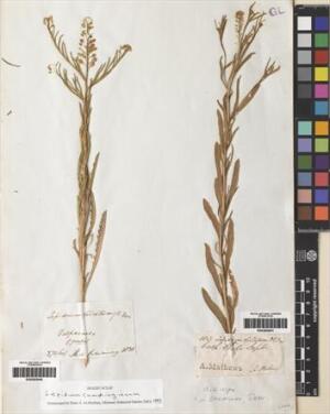 Lepidium cumingianum [Espécimen: ]