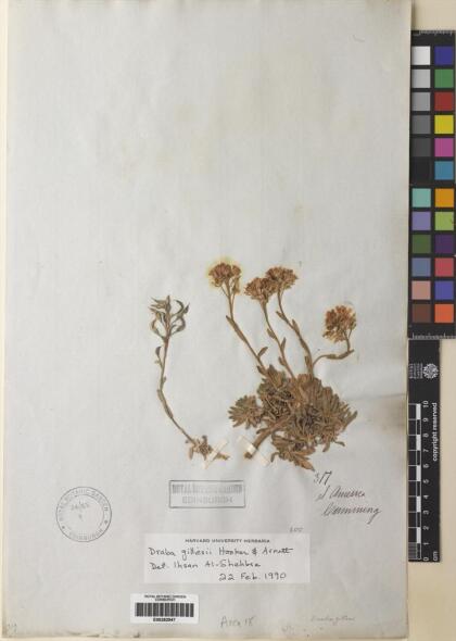 Draba gilliesii [Espécimen: ]