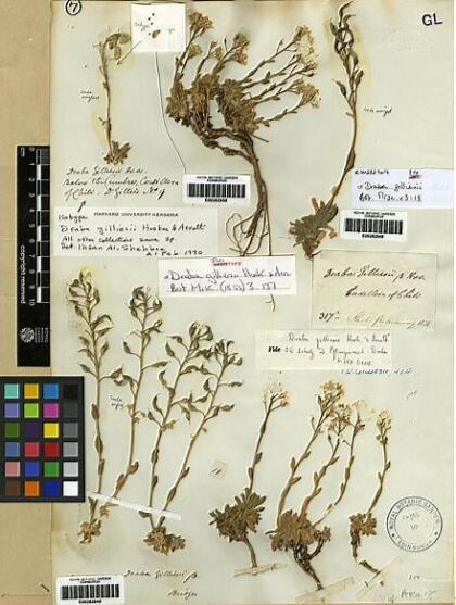 Draba gilliesii [Espécimen: ]