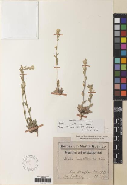 Draba magellanica [Espécimen: ]