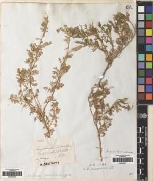 Lepidium pseudodidymum [Espécimen: ]