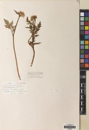 Cardamine geraniifolia [Espécimen: ]