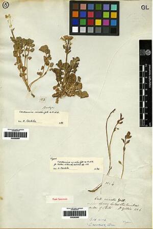 Cardamine volckmannii [Espécimen: ]