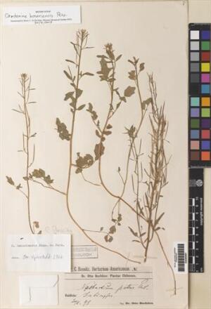 Cardamine bonariensis [Espécimen: ]