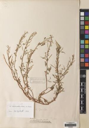 Cardamine bonariensis [Espécimen: ]