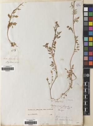 Cardamine bonariensis [Espécimen: ]