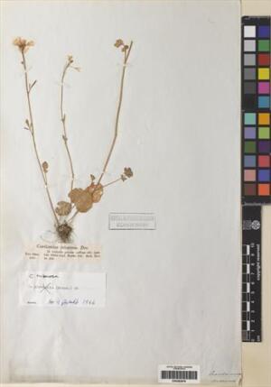 Cardamine tuberosa [Espécimen: ]