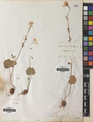 Cardamine tuberosa [Espécimen: ]