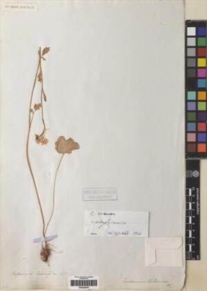 Cardamine tuberosa [Espécimen: ]