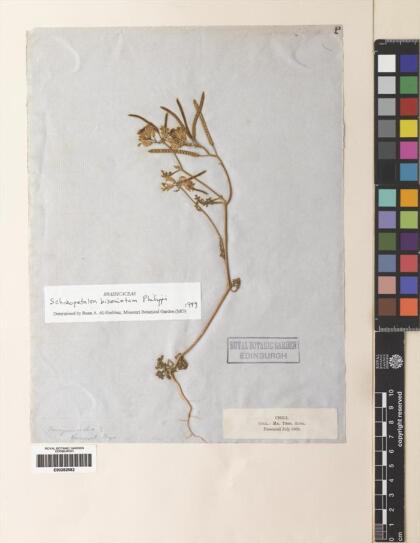 Schizopetalon biseriatum [Espécimen: ]