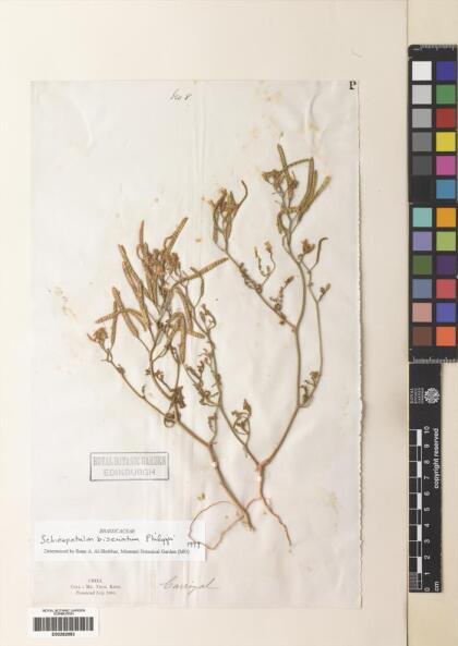 Schizopetalon biseriatum [Espécimen: ]