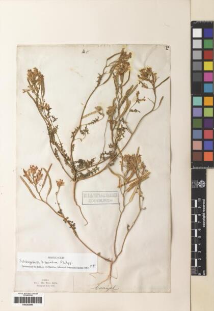 Schizopetalon biseriatum [Espécimen: ]