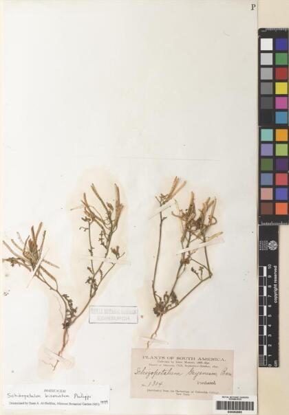 Schizopetalon biseriatum [Espécimen: ]