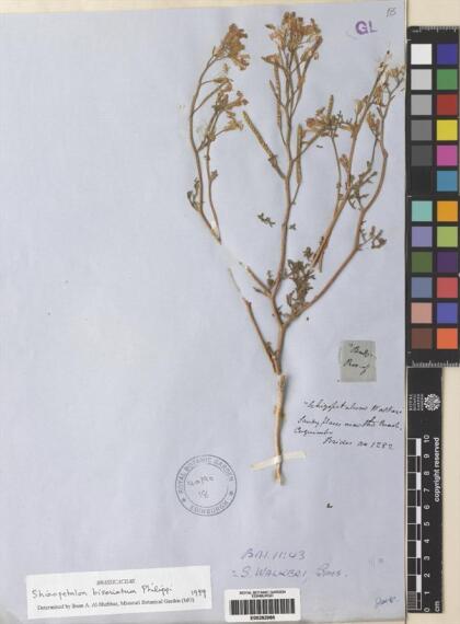 Schizopetalon biseriatum [Espécimen: ]
