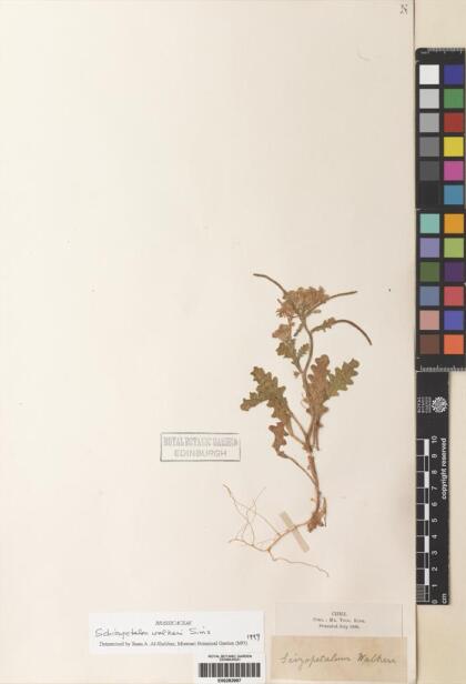Schizopetalon walkeri [Espécimen: ]
