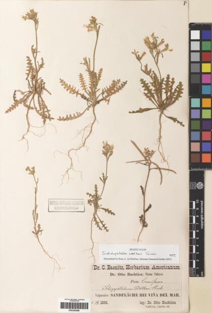 Schizopetalon walkeri [Espécimen: ]