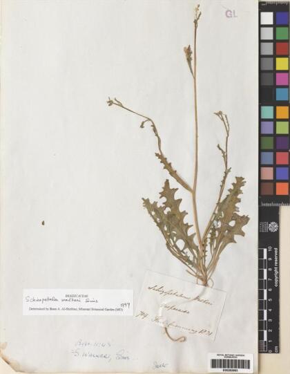 Schizopetalon walkeri [Espécimen: ]