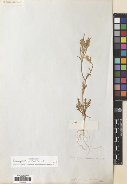 Schizopetalon walkeri [Espécimen: ]