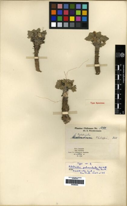Nototriche pulverulenta [Espécimen: ]