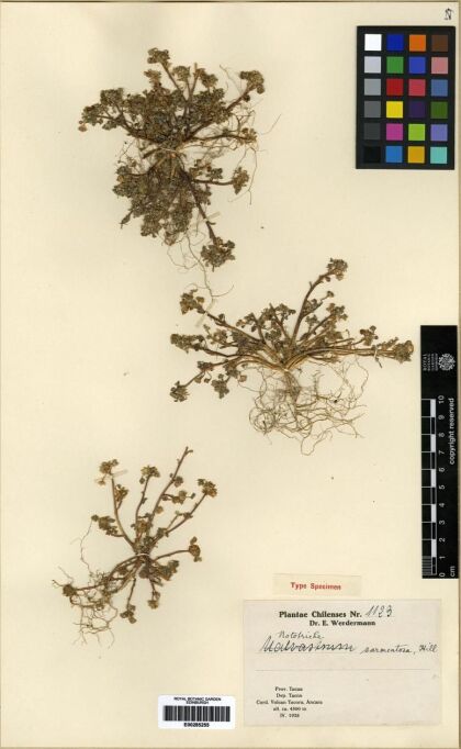 Nototriche pygmaea [Espécimen: ]